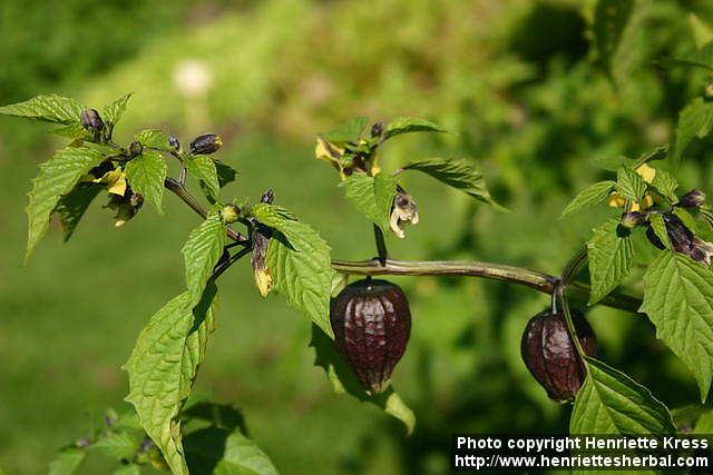 Photo: Physalis philadelphica 5.