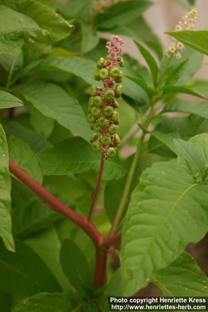 Photo: Phytolacca acinosa 1.
