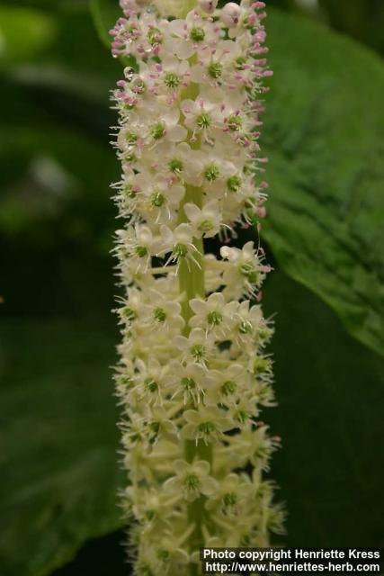 Photo: Phytolacca acinosa 8.