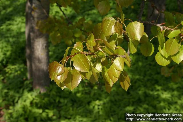 Photo: Populus tremula 8.