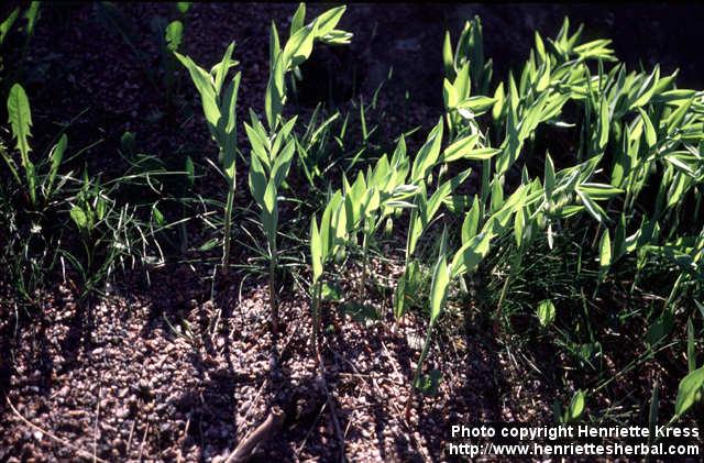 Photo: Polygonatum odoratum 2.