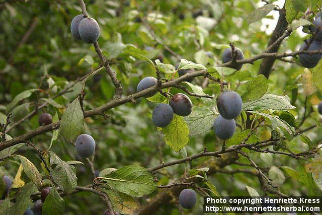 Photo: Prunus domestica 5.