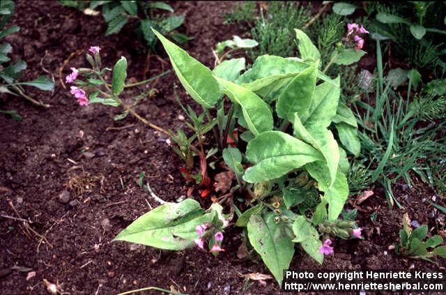 Photo: Pulmonaria obscura 4.