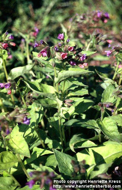 Photo: Pulmonaria obscura 9.