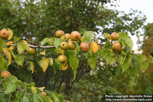 Photo: Pyrus ussuriensis.