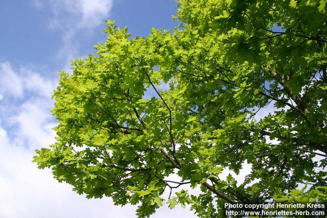 Photo: Quercus robur 7.