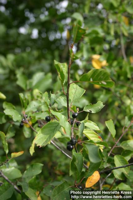 Photo: Frangula alnus 6.
