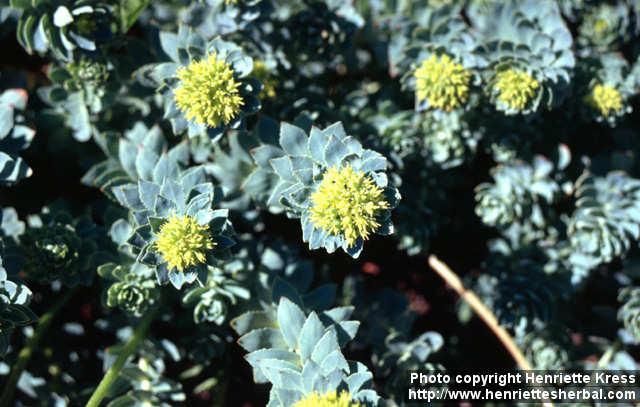 Photo: Rhodiola rosea 7.
