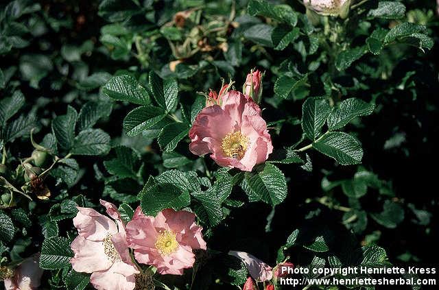Photo: Rosa 5.