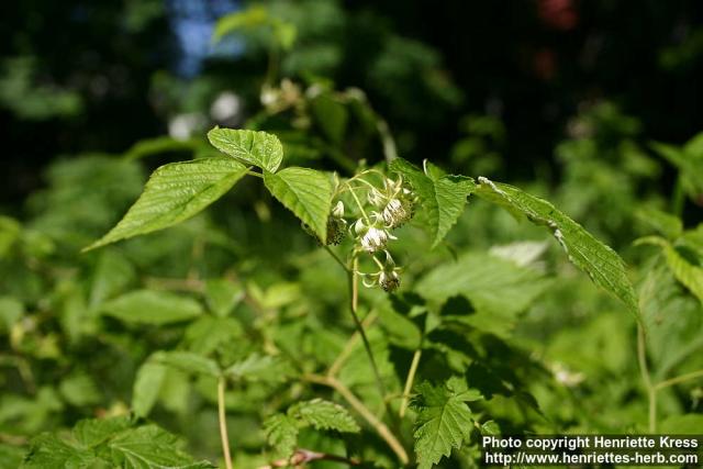 Photo: Rubus idaeus 8.