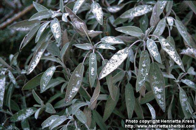 Photo: Salvia officinalis.