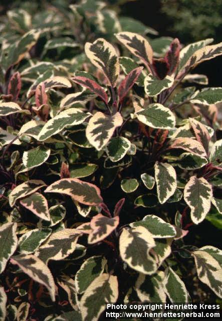 Photo: Salvia officinalis 8.