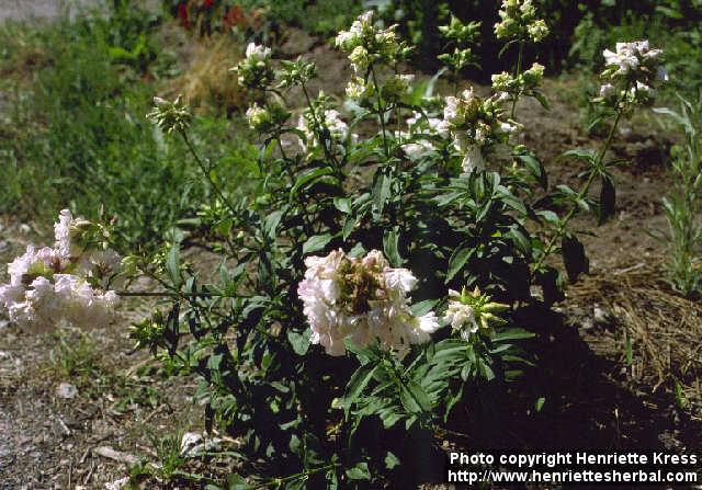 Photo: Saponaria officinalis 3.