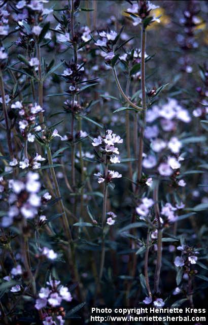 Photo: Satureja hortensis 6.