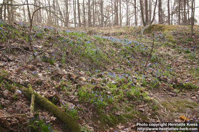 Photo: Scilla siberica 7.