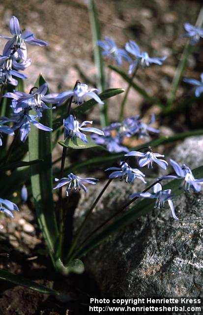 Photo: Scilla siberica 1.