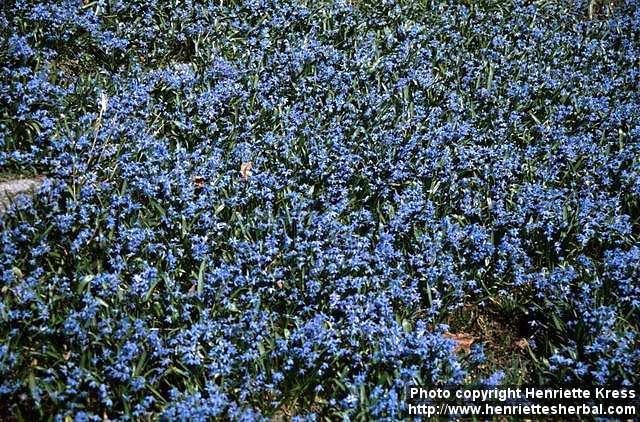Photo: Scilla siberica 2.