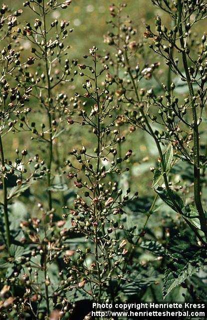 Photo: Scrophularia nodosa 3.