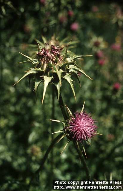 Photo: Silybum marianum 1.