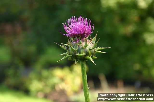 Photo: Silybum marianum 6.