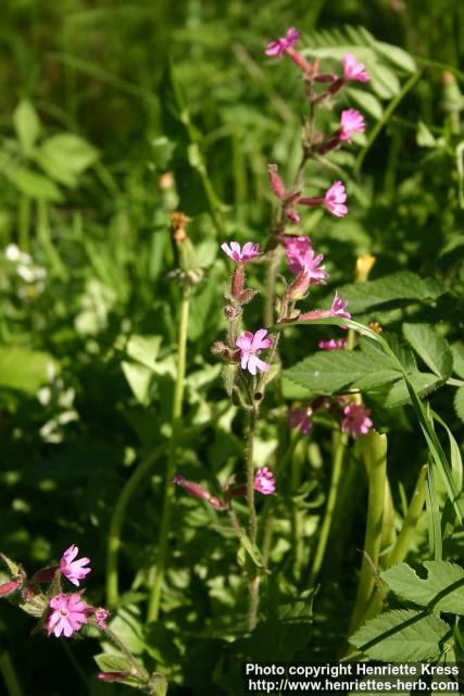 Photo: Silene dioica 9.