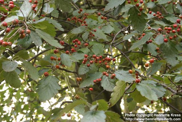Photo: Sorbus intermedia 3.