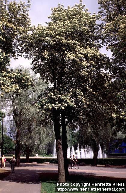 Photo: Sorbus hybrida.