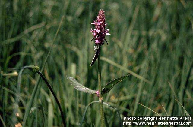 Photo: Stachys officinalis 2.