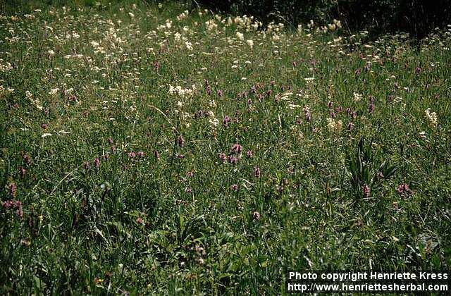 Photo: Stachys officinalis 3.