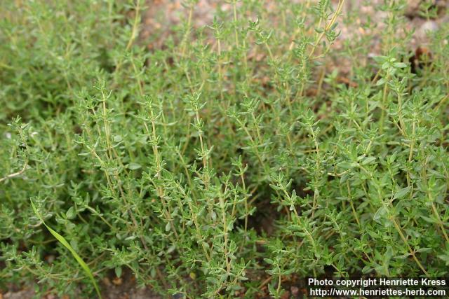 Photo: Thymus vulgaris 9.