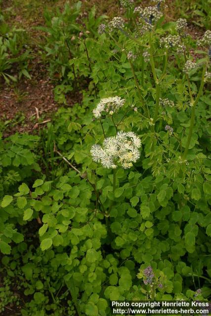 Photo: Thalictrum aquilegifolium 2.