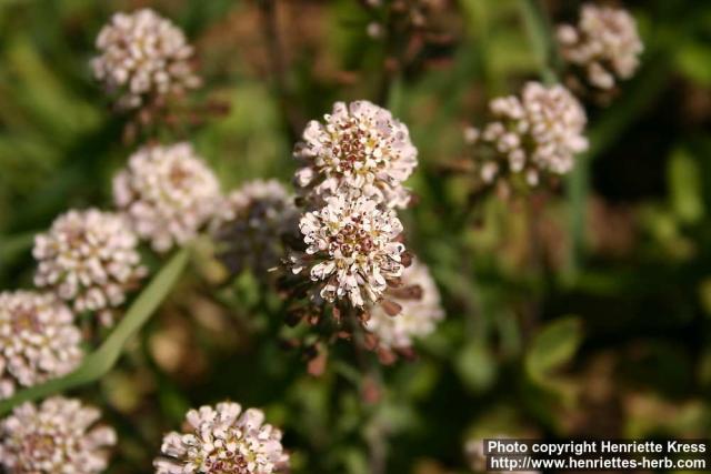 Photo: Thlaspi caerulescens 8.