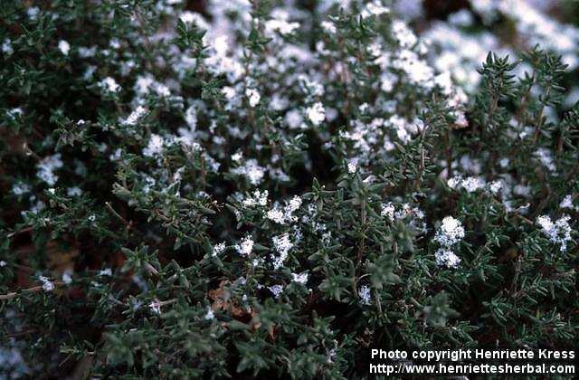 Photo: Thymus vulgaris.