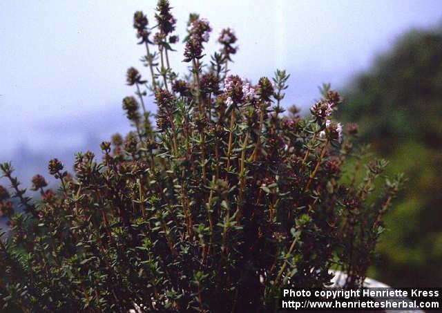 Photo: Thymus vulgaris 3.
