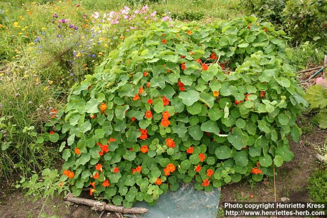 Photo: Tropaeolum majus 7.