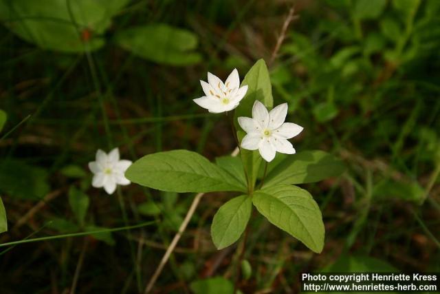 Photo: Trientalis europaea 4.