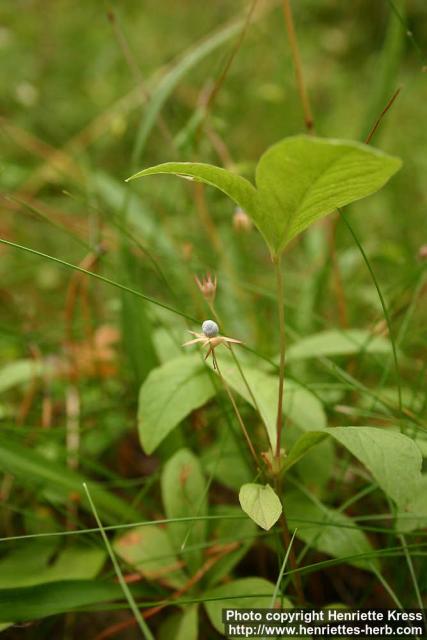 Photo: Trientalis europaea 5.