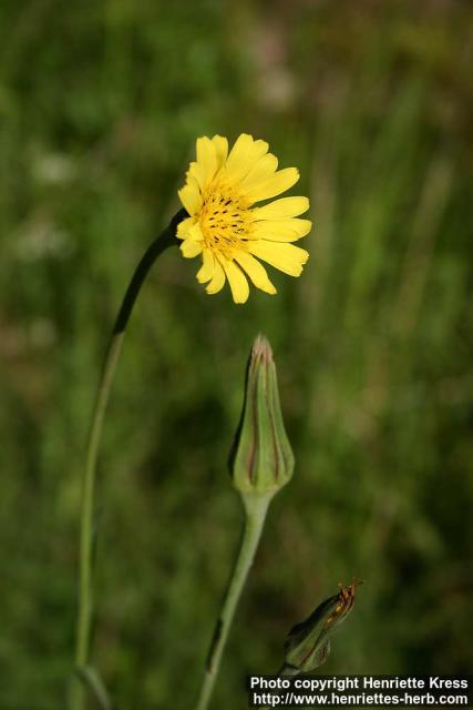 Photo: Tragopogon pratensis 4.