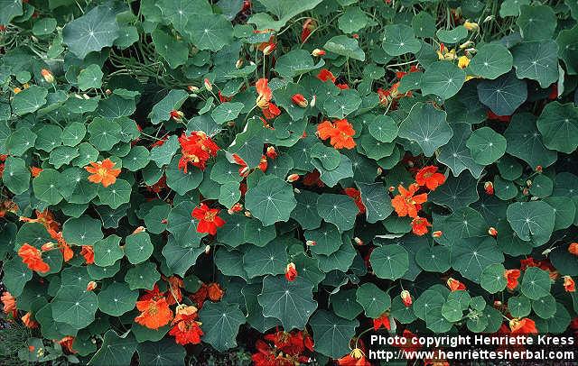 Photo: Tropaeolum majus 2.