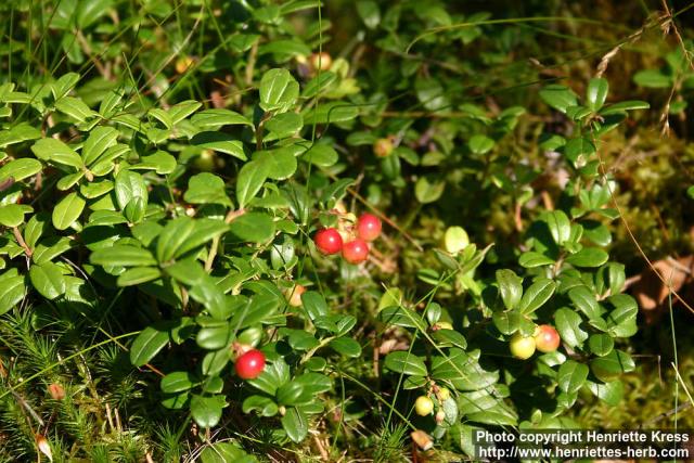Photo: Vaccinium vitis idaea 3.