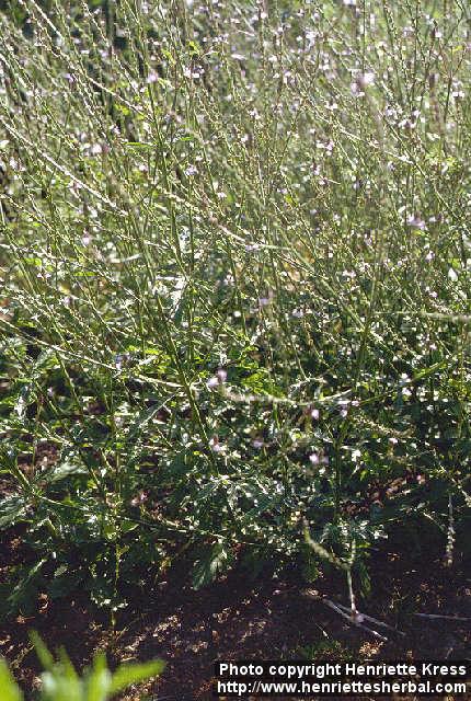 Photo: Verbena officinalis.