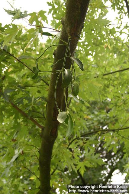 Photo: Viscum album 4.