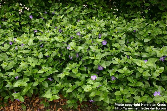 Photo: Vinca major 6.