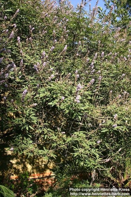 Photo: Vitex agnus castus 3.
