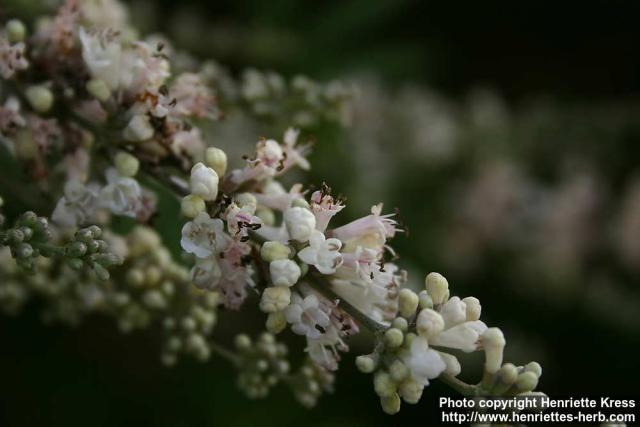 Photo: Vitex agnus castus 9.