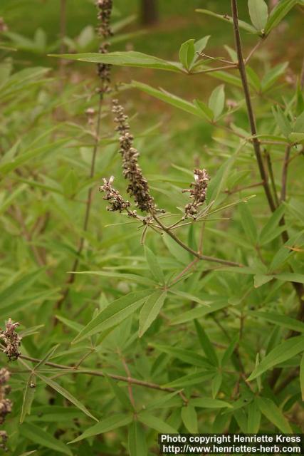 Photo: Vitex agnus castus 12.
