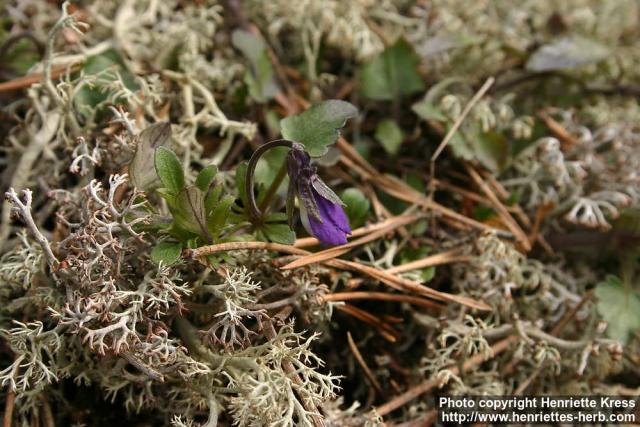 Photo: Viola tricolor 5.