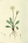 238. Bellis perennis.