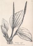 014. Plantago major.