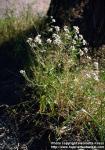 Photo: Achillea ptarmica 1.